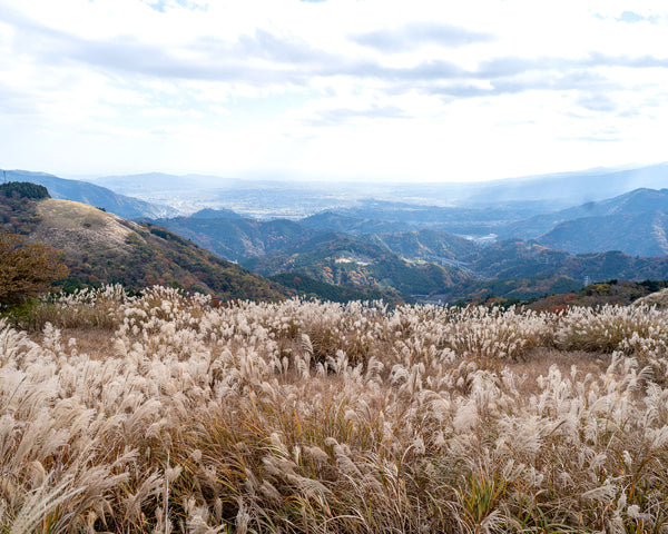 晩秋の大野山から望む相模湾